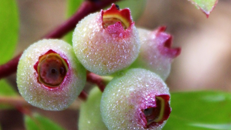 Pink lemonade blueberries close-up covered with dew