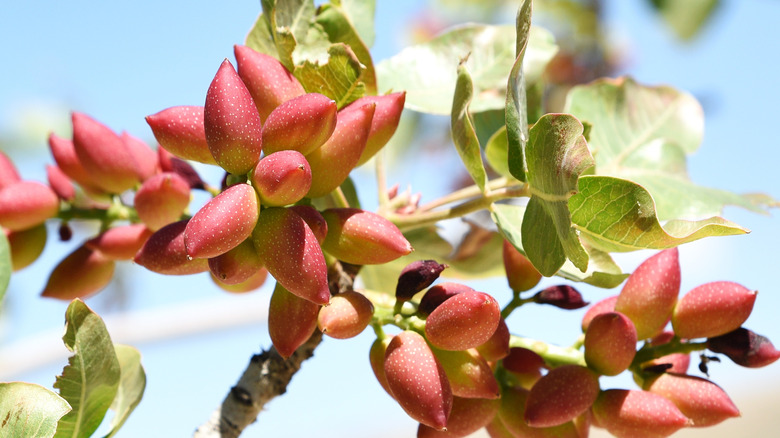 Pistachios growing on tree