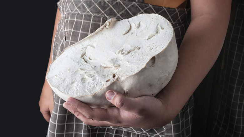 Person holding white puffball mushroom