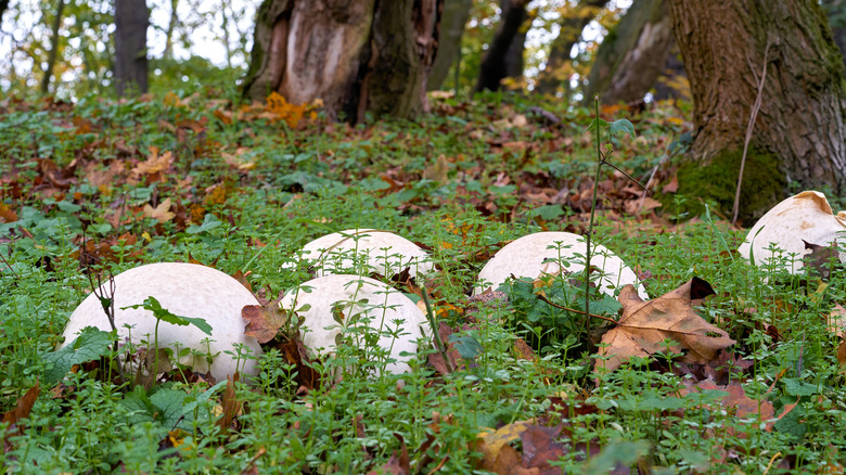 Puffball mushrooms on the green forest floor