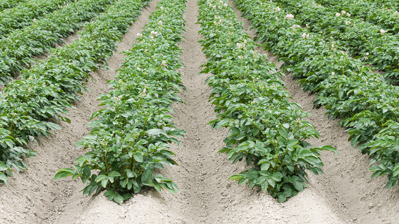 potato plants in soil 