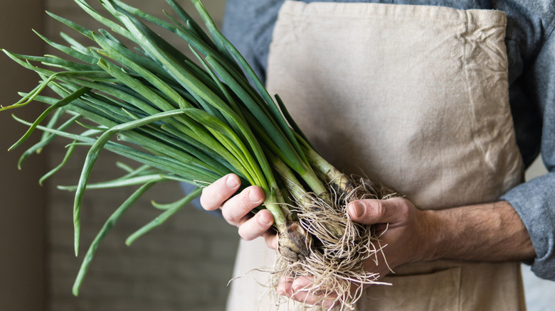 Man in apron holding a bundle of scallions with roots