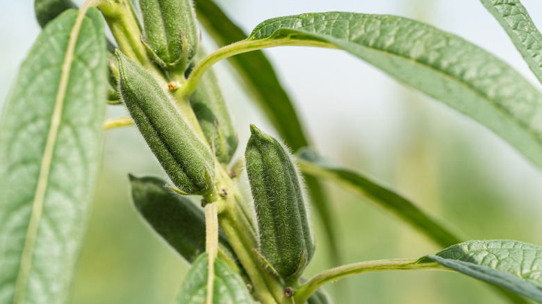 Closeup of green plant with sesame seed pods