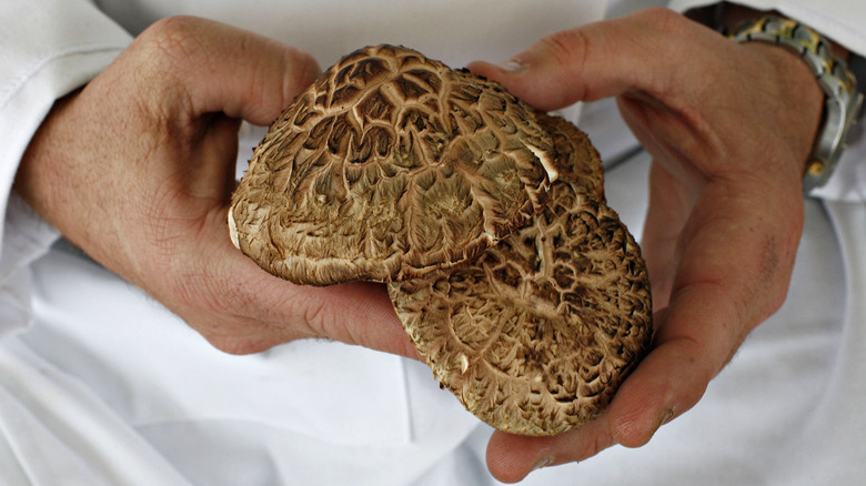 Chef holding shiitake mushrooms