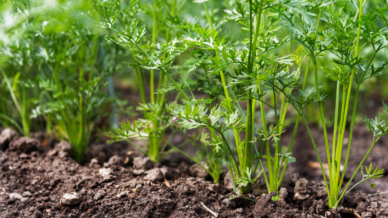 A row of carrots planted in the soil