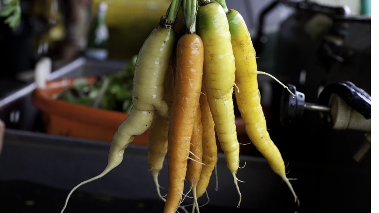 A bushel of carrots