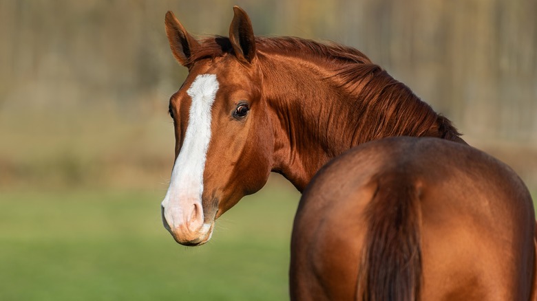 portrait of horse 