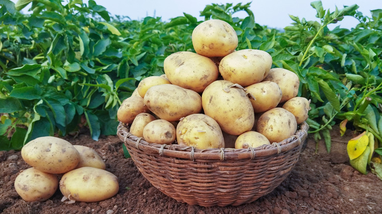 potatoes in basket