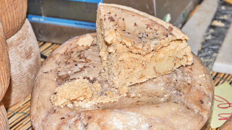 casu marzu cheese