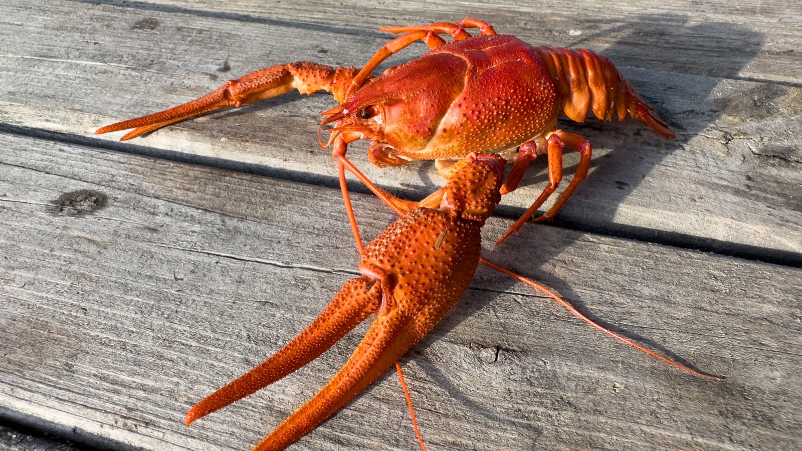 What Determines The Start And End Of Crawfish Season?