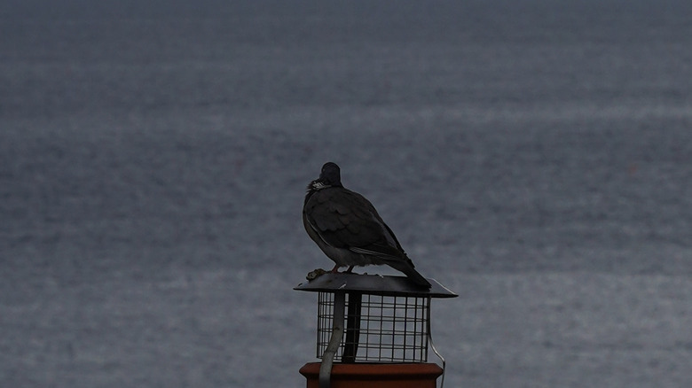 Pigeon staring at ocean