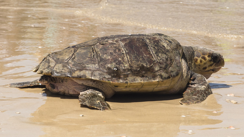 Sea turtle walking on beach