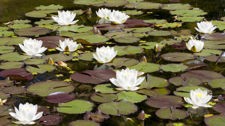 water lilies and lily pads