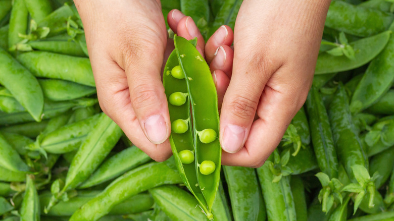 person opening a pea pod