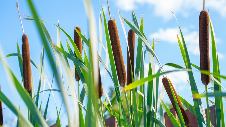 cattails and blue sky