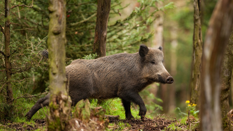 wild boar