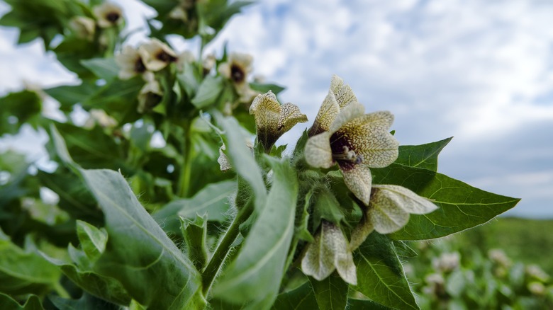 Black henbane