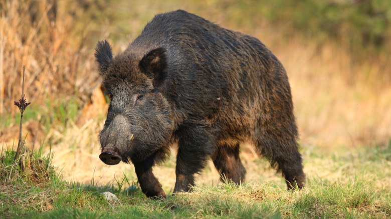 Wild boar