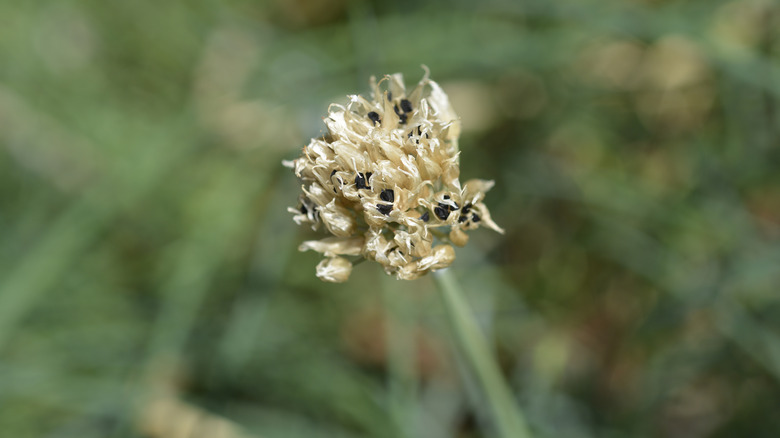 Chinese chive seeds on flower in garden 