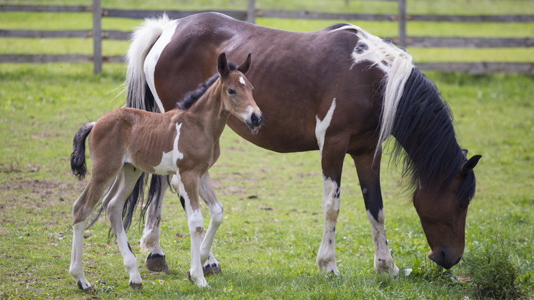 horses grazing in pasture