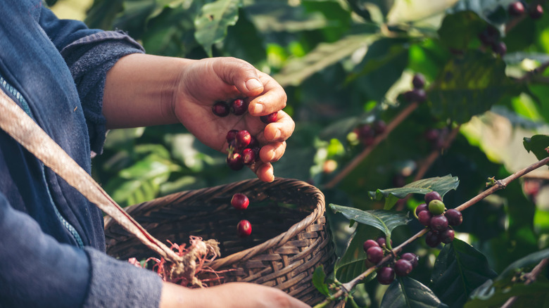 Hand picking coffee cherries