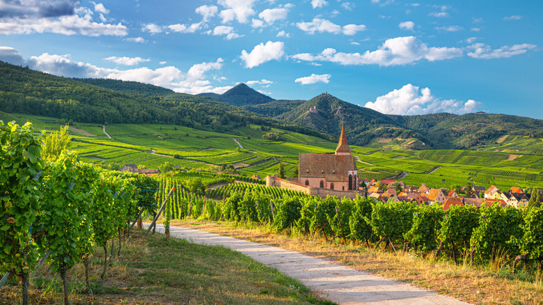 Vineyards next to a church