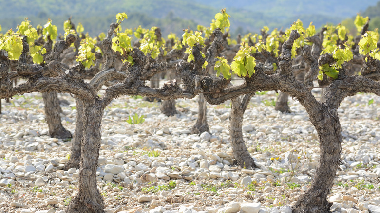 Closeup of vines in soil