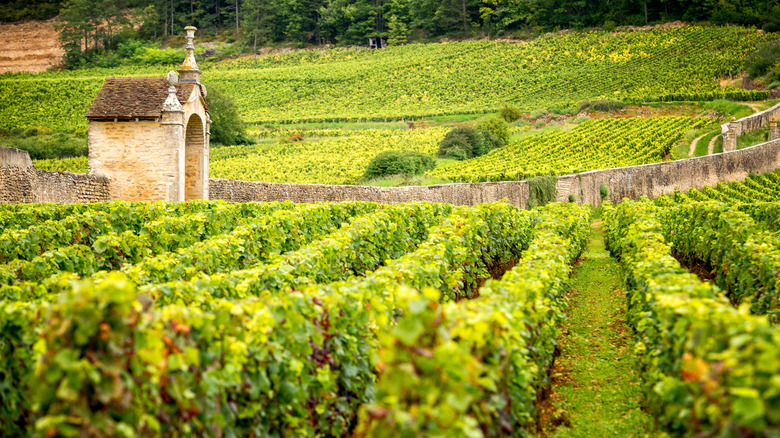 Vineyard in Burgundy, France