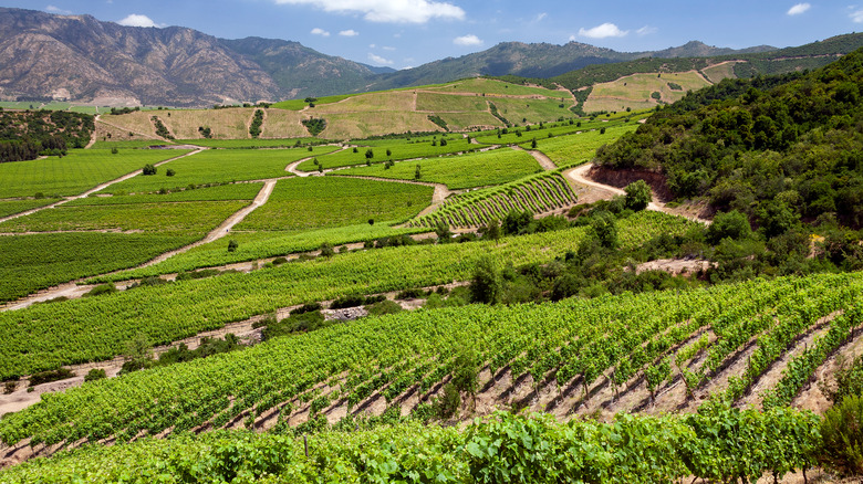 Green vineyards in hillside