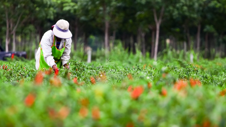 farming