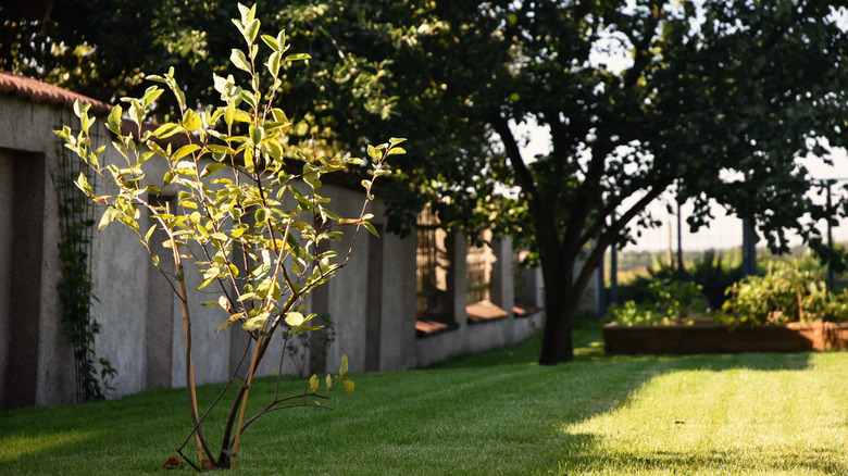 Juneberry tree outside house