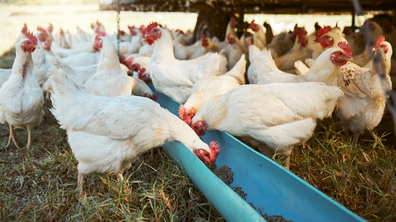 chickens eating