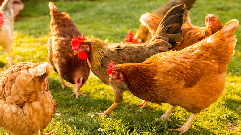 Chickens grazing in pasture