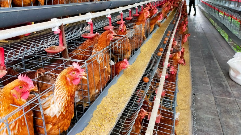 Chickens in battery cages