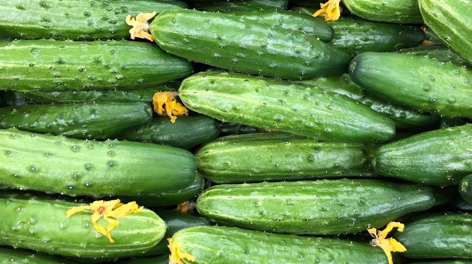 Slicing Cucumbers vs. English Cucumbers - What's the Difference?  You've  seen them both in the produce aisle but how the heck are they different.  Why does one cost more and why