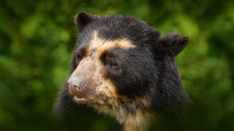 Asian sun bear close up