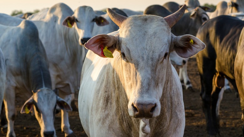 close up of cattle