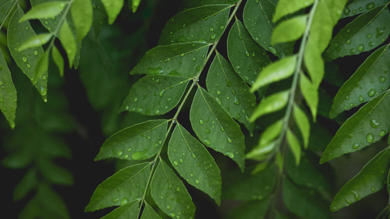 branches of curry leaf plant