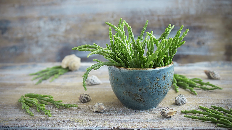 bowl of samphire