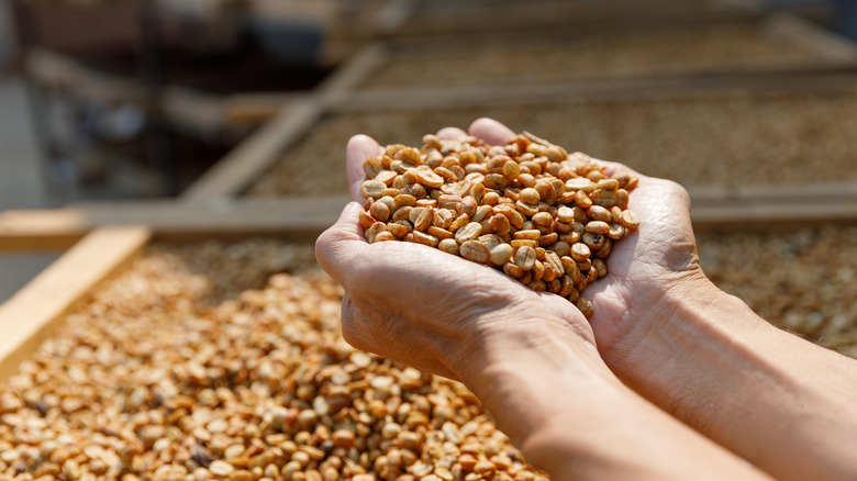 Hands holding honey processed dry beans