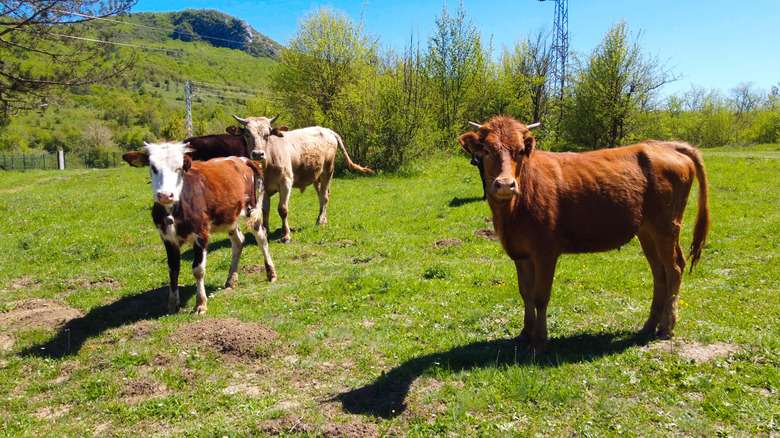 Calves in field