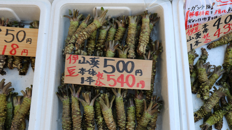 wasabi plants on sale at Japanese market