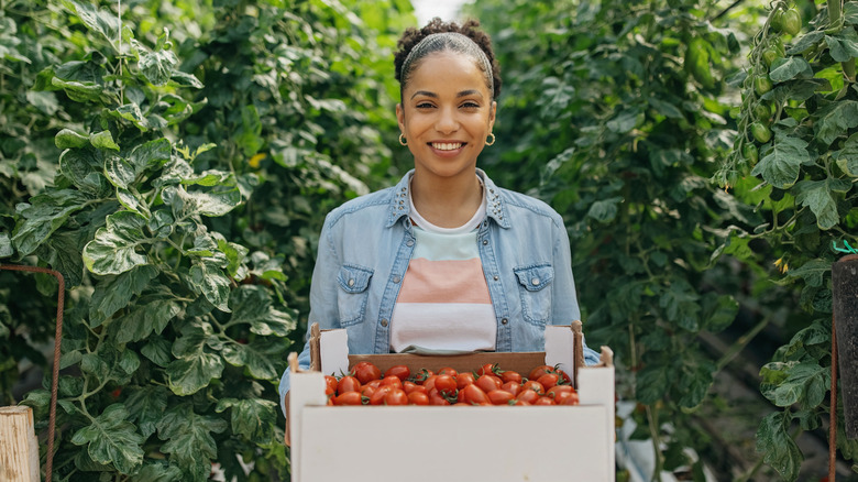 woman holding white box of tomatoes amongst plants