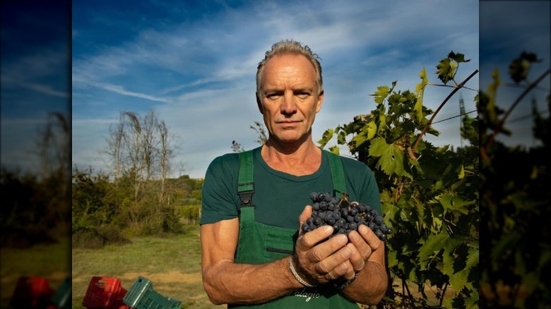 Sting in the vineyard holding grapes during harvest