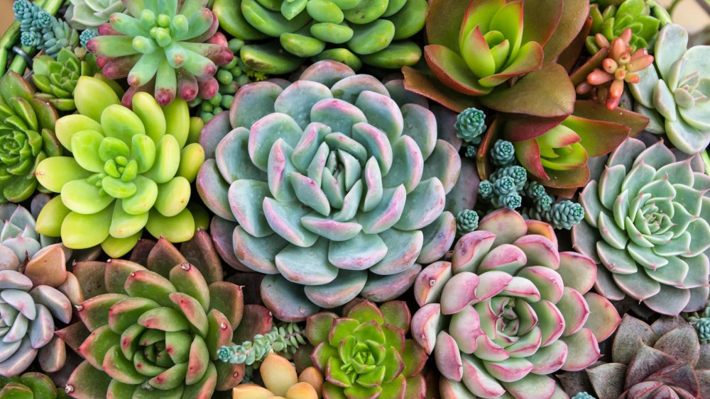 Succulents