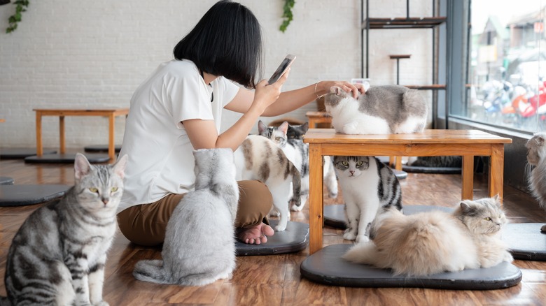 woman in cat cafe 