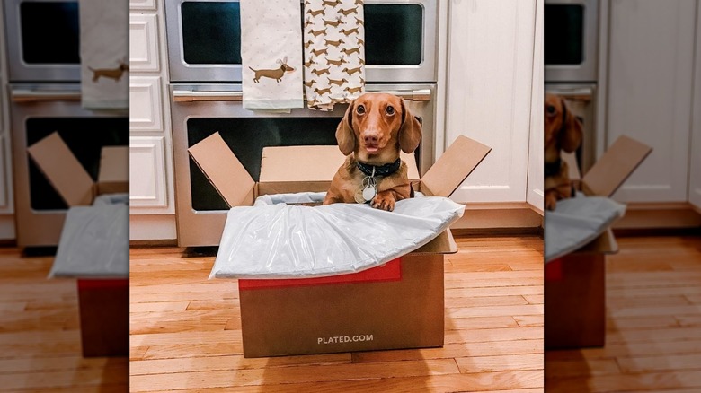 Dog in Plated delivery box
