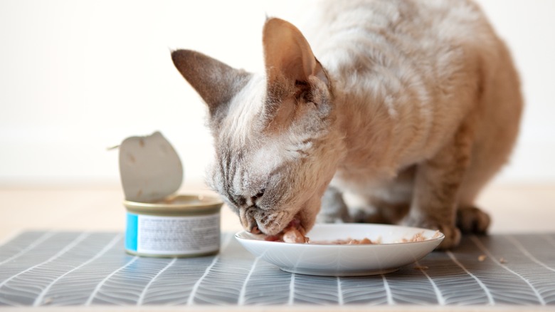 Cat eating tuna