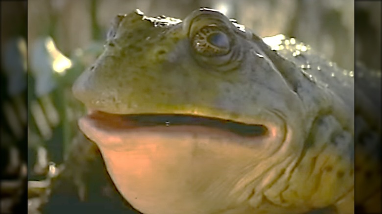 screenshot from 90s Budweiser frog commercial