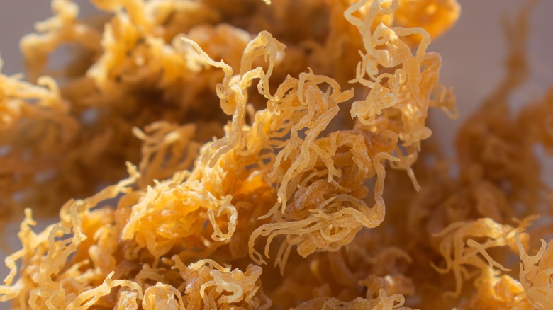 Sea Moss